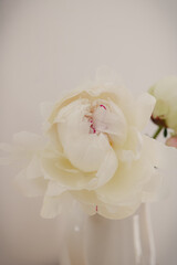 Delicate white peony flower in a ceramic jug on the white background close-up