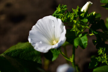 Mallow flower in the green in summer in the garden