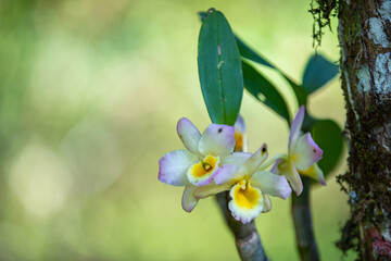 Orchideen in Costa Rica
