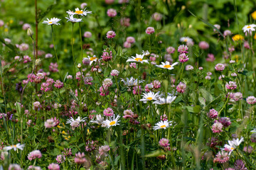 Fototapeta premium Beautiful Russian meadow with daisies and clover