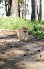 Small dog breed Pomeranian Spitz posing and watching straight in the camera running in the green summer forest with his mouth wide open in a smile