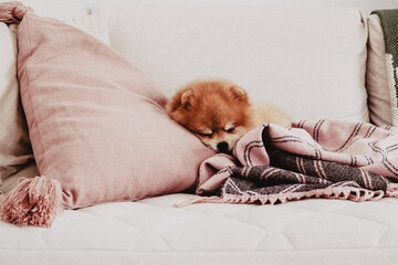 A pomeranian dog is sleeping on the couch covered with blanket and among pillows