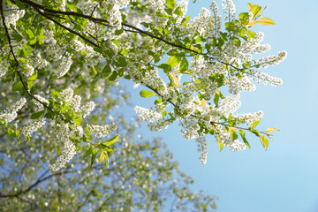 The Birdcherry tree blooms in the garden on a sunny day. Beautiful white flowers against the background of the blue sky in spring. Natural background