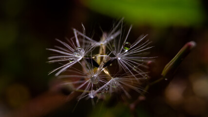 Waterdrop on Dandelion seed macro photography