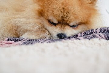 A pomeranian dog is sleeping on the couch covered with blanket and among pillows. Peaceful rest concept