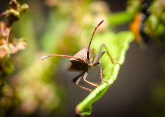 Brown Shield bug Ready to fight macro photography