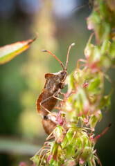 Brown Shield bug is climbing macro photography