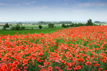 Red poppy flowers on the field. Bright flower with soft focus of poppies on meadow, blur background,