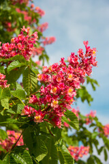 Beautiful Flower of chestnut tree. Pink flower on tree in garden