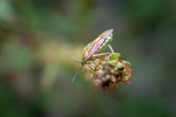Green Shield Bug ready to jump macro photography