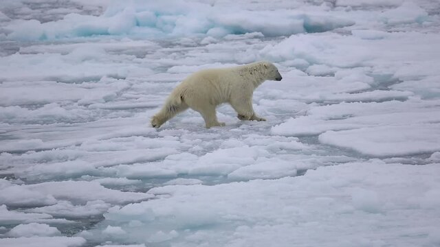 A polar bear walks on floating ice blocks that swing with the waves