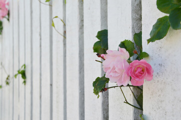 Beautiful pink Rose growing out from the wooden Fence.