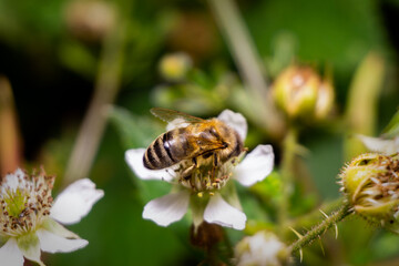 Honey bee Thirsty Macro Photography