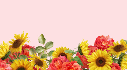 Floral banner, header with copy space. Sunflowers and red roses on pink background. Natural flowers...
