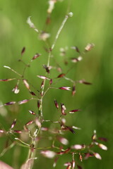 pretty grass seeds 
