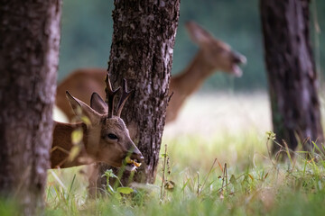 A deer and a roebuck eating fallen fruits in a meadow
