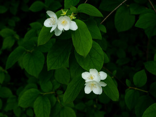 Flowers of the Botanical Garden in Radzionków. Ready for entry.