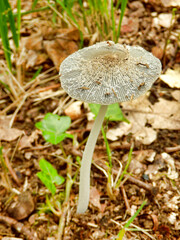 Pleated Inkcap (Parasola plicatilis) sometimes known as the Little Japanese Umbrella,