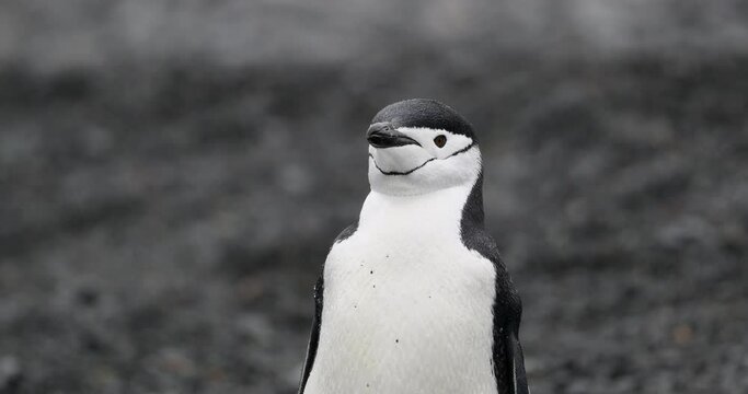 MS Chinstrap Penguin (Pygoscelis antarcticus) shaking head at Half Moon Island / Antarctica