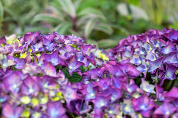 Obraz premium purple hydrangea flowers close up