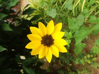yellow flower in the garden