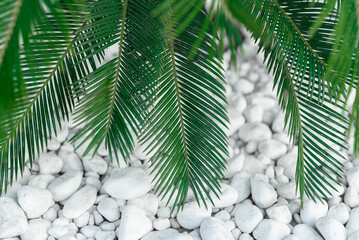 palm tree leaves close up. vacations concept. tropical leaves. 