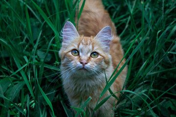 Young kitten in grass outdoor shot at sunny day