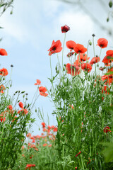 Red poppy flowers on the field. Bright flower with soft focus of poppies on meadow, blur background,