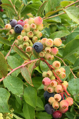 Blue berries tree at New Zealand. Blueberries are perennial flowering plants with blue or purple berries.