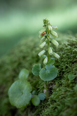 Orange Ladybird on a Navelwort Flower, County Wicklow