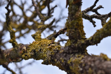 The various potentials of the growth in Sapporo Japan