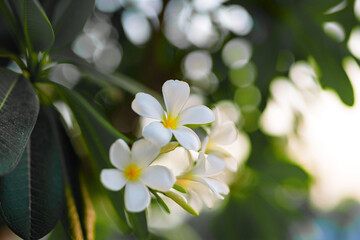 Obraz na płótnie Canvas White fragipani flowers on the tree. Plumeria tropical flower background.