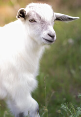 Baby goat grazes on the lawn. Calm and measured rural life. White baby goat on the lawn.