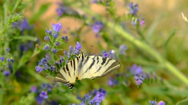 beautiful white butterfly, Iphiclides podalirius, concept insects, pollination of plants, environmental problems of nature, environmental protection