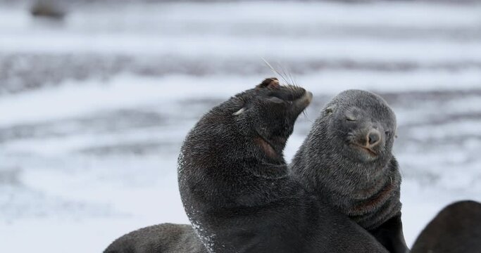 SLO MO MS Fur seals (Arctocephalus gazella) fighting on snow at Deception Island / Antarctic Peninsula, Antarctica