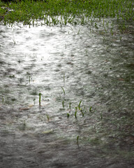 green grass and water