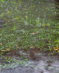 green leaves in the water
