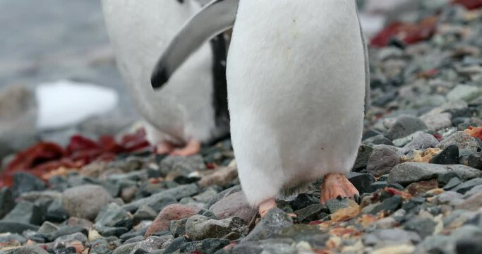 SLO MO CU Feet of Gentoo Penguin (Pygoscelis papua) chick walking on rocks / Cuverville Island, Antarctica