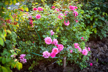 Beautiful Roses on natural background