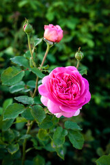 Beautiful Roses on natural background
