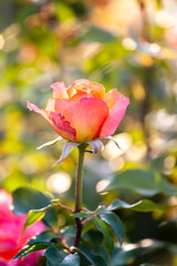 Beautiful Roses on natural background