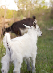 Baby goat grazes on the lawn. Calm and measured rural life. White baby goat on the lawn.