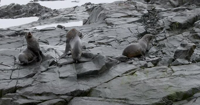 SLO MO MS Southern elephant seals (Mirounga leonina) on rocks at Torgersen Island / Antarctic Peninsula, Antarctica