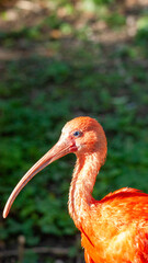 red billed stork