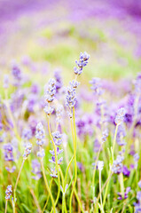 Purple lavender flowers growing in a garden captured in sharp focus against a blurred background.
