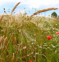 rural scene with grain and flowers