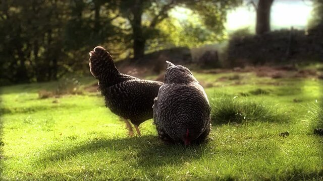 MS DS Two hens pecking in grass / Kirkhaugh, Northumberland, UK