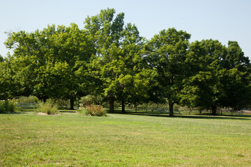 Trees in green fields bathing in sunshine