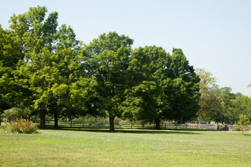 Trees in green fields bathing in sunshine