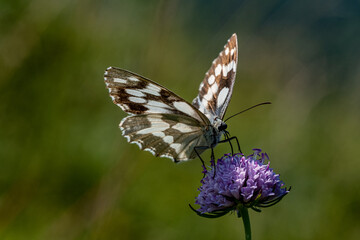Farfalle, Galathea